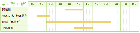 ヒメシャガの栽培カレンダー