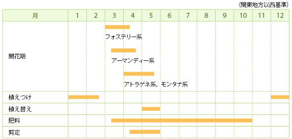 クレマチス（春咲き）の栽培カレンダー
