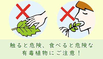 触ると危険、食べると危険な有毒植物にご注意！