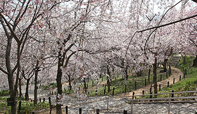 桜の種類・品種～35種類の多彩なサクラを紹介！ 
