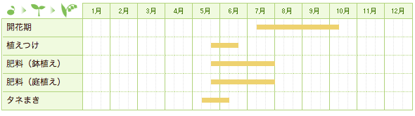 アサガオの栽培カレンダー
