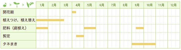 コブシの栽培カレンダー