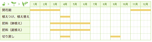 シャコバサボテンの栽培カレンダー