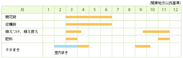 ジャーマンカモミールの栽培カレンダー