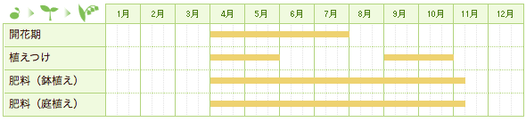 センテッドゼラニウムの栽培カレンダー