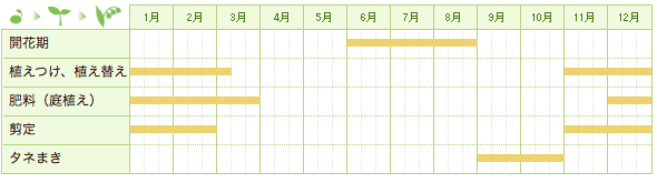 スモークツリーの栽培カレンダー
