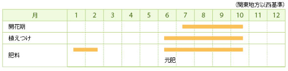 リコリス（ヒガンバナの仲間）の栽培カレンダー