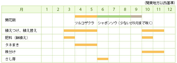 サポナリア（ソープワート）の栽培カレンダー