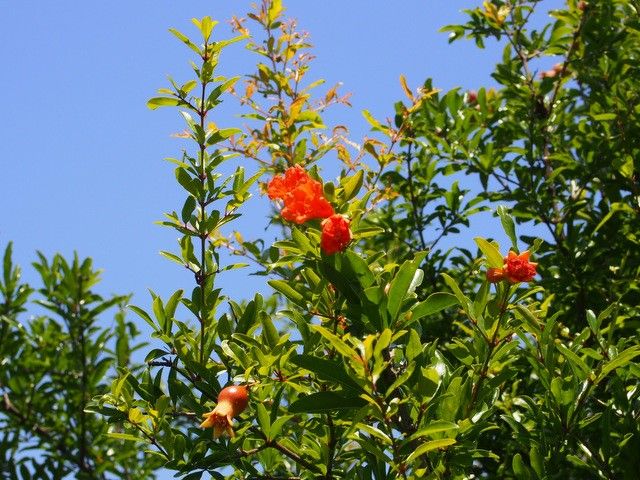 ザクロの写真 by marumushi 7月下旬 ザクロの花と実