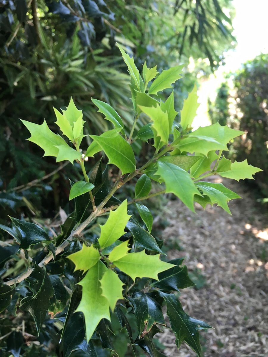 ヒイラギの若芽