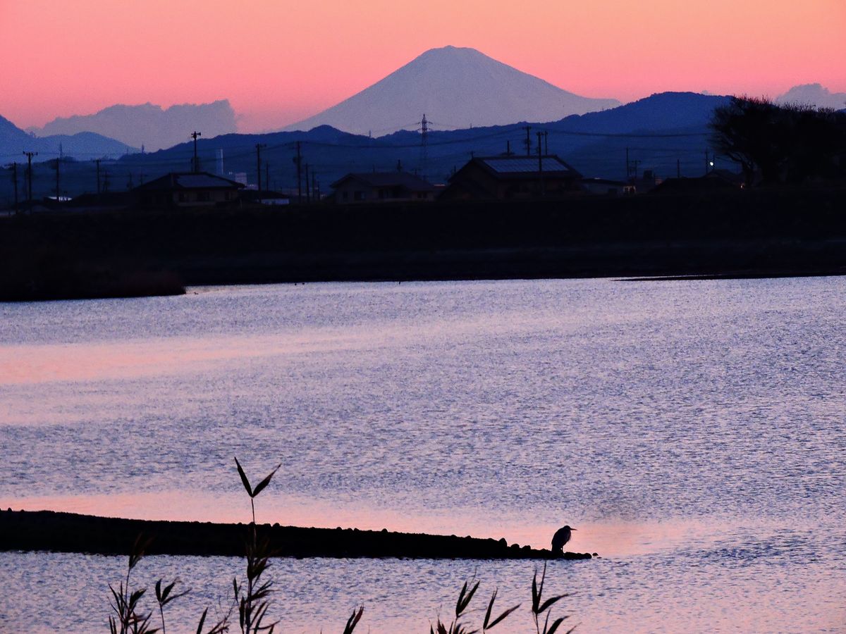 富士山とアオサギ  2021.03.23 早朝・河口公園