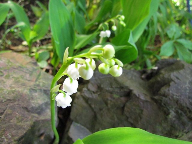 スズランが開花しました。