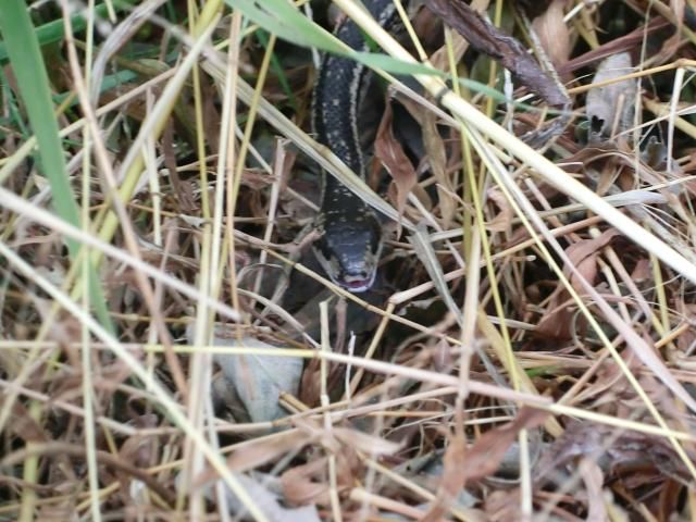 雪もちらついたし、霜も降りて、寒いのに・・・・・ ちゃんと冬籠りして、生き延びて