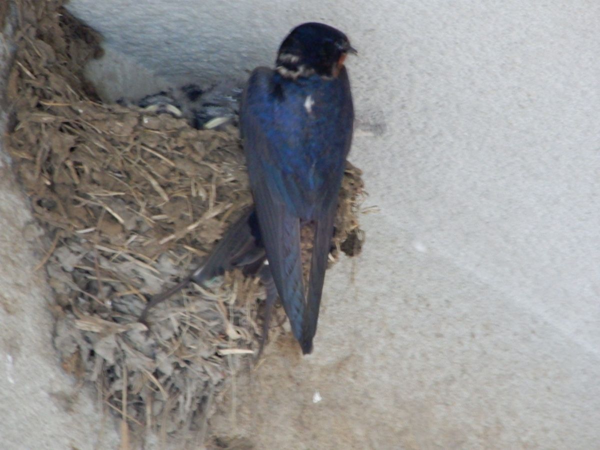 親ツバメ と 赤ちゃんツバメ ６月２日撮