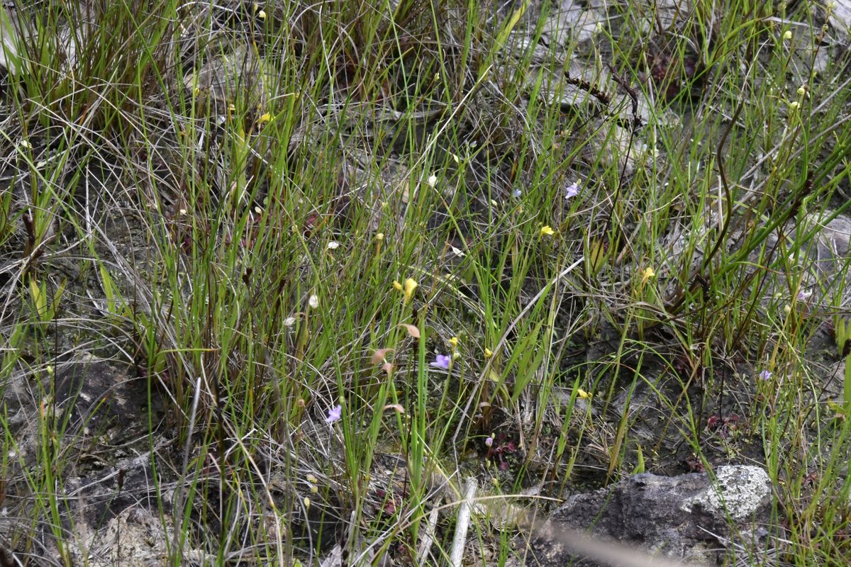 2016/08/23 植生回復地に増殖し始めたミミカキグサの群落です一湿原内にに複数の種類