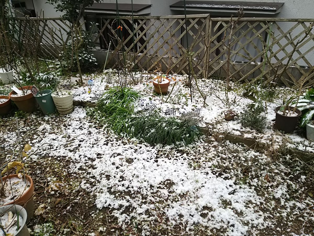 今朝、起きたらうっすら雪化粧❤