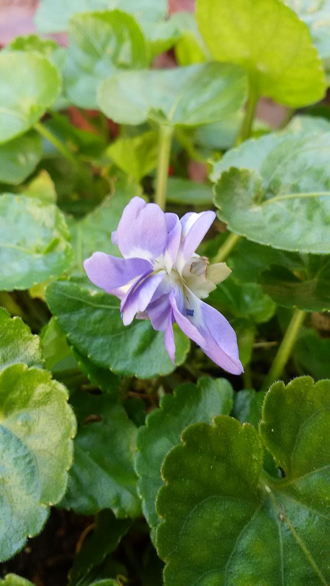 2019.11.26 隙間花壇 パルマスミレ。寄せ植えから地植えに。元気に花を咲かせています