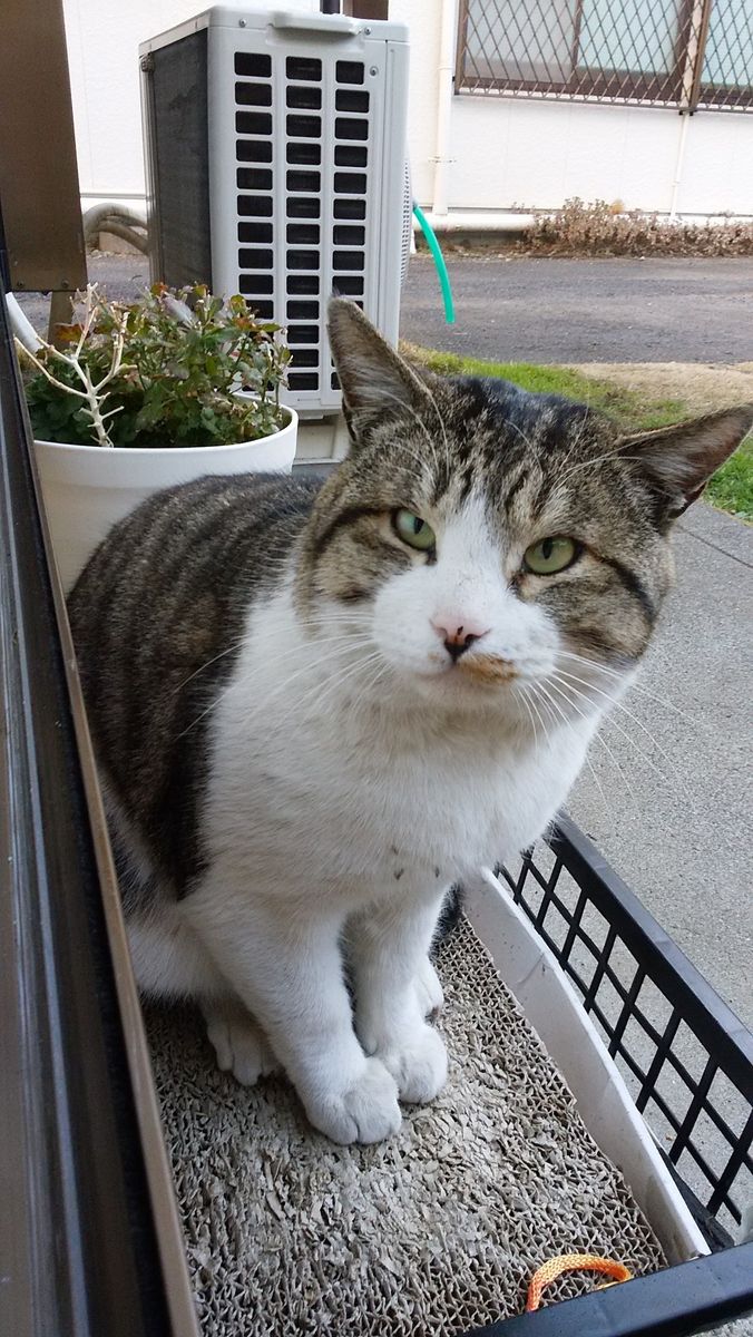 2017.1.19 地域猫大ちゃん。あのう～いつもの定食お願いします。By大。🐈