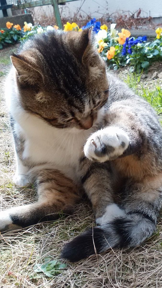 2017.3.1 地域猫吉ちゃん。グルーミング中。🐾