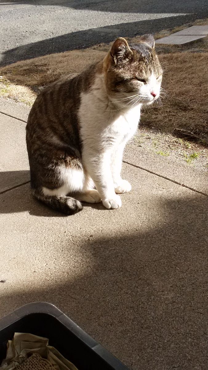 2018.2.9 地域猫大ちゃん。ちゃんこ型の大ちゃん。（＝＾＾＝）いい関取になれそう～