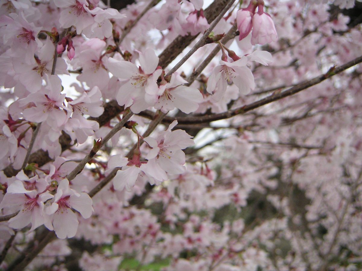 近くの桜。周りより１週間早く開花し満開に。2019.3.