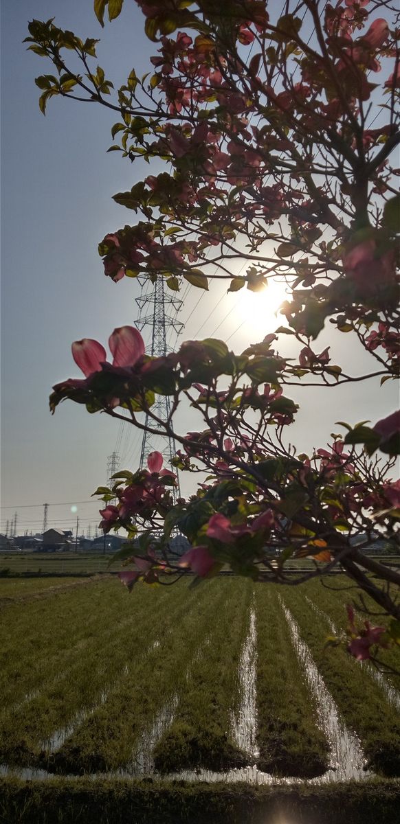 鉄塔とハナミズキと朝日