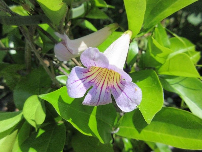 昨年 花友さんから頂いたものですが 名前が未だ？