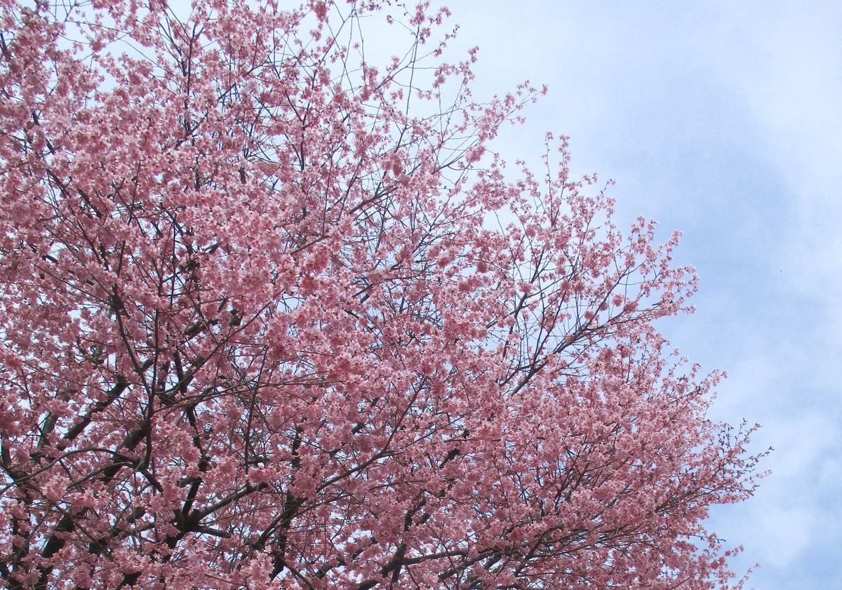 満開の寒緋桜   チラホラ散り始めています