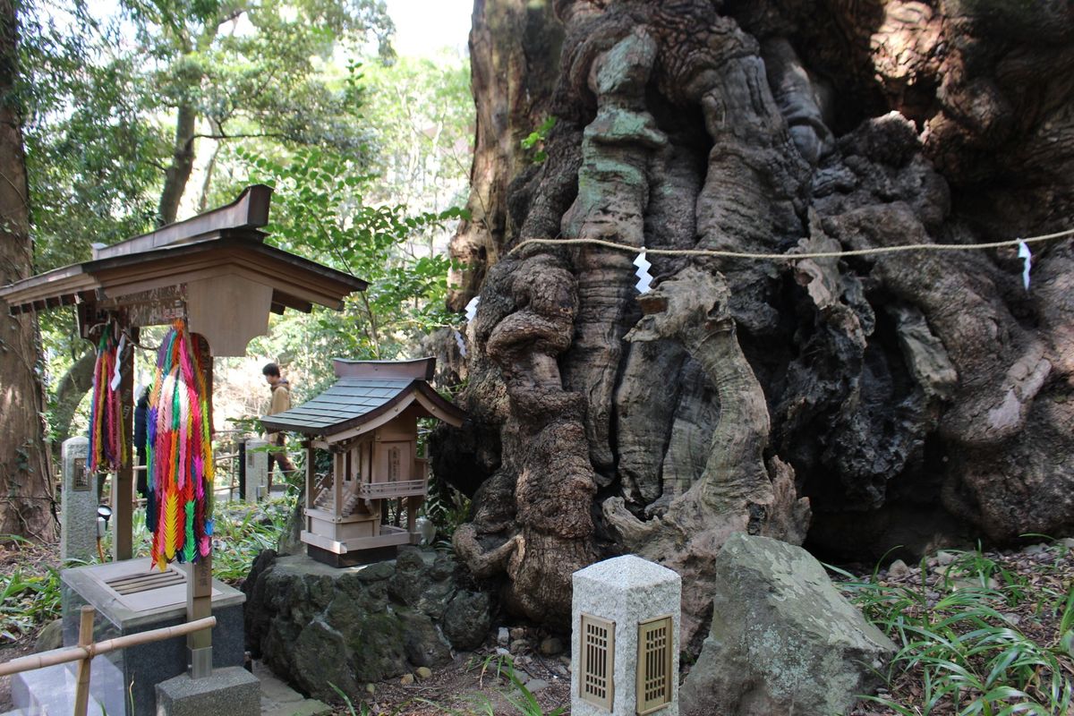 2000年以上の樹齢の大楠です。 この大楠を一周すると1年寿命が延びるそうです。 願い