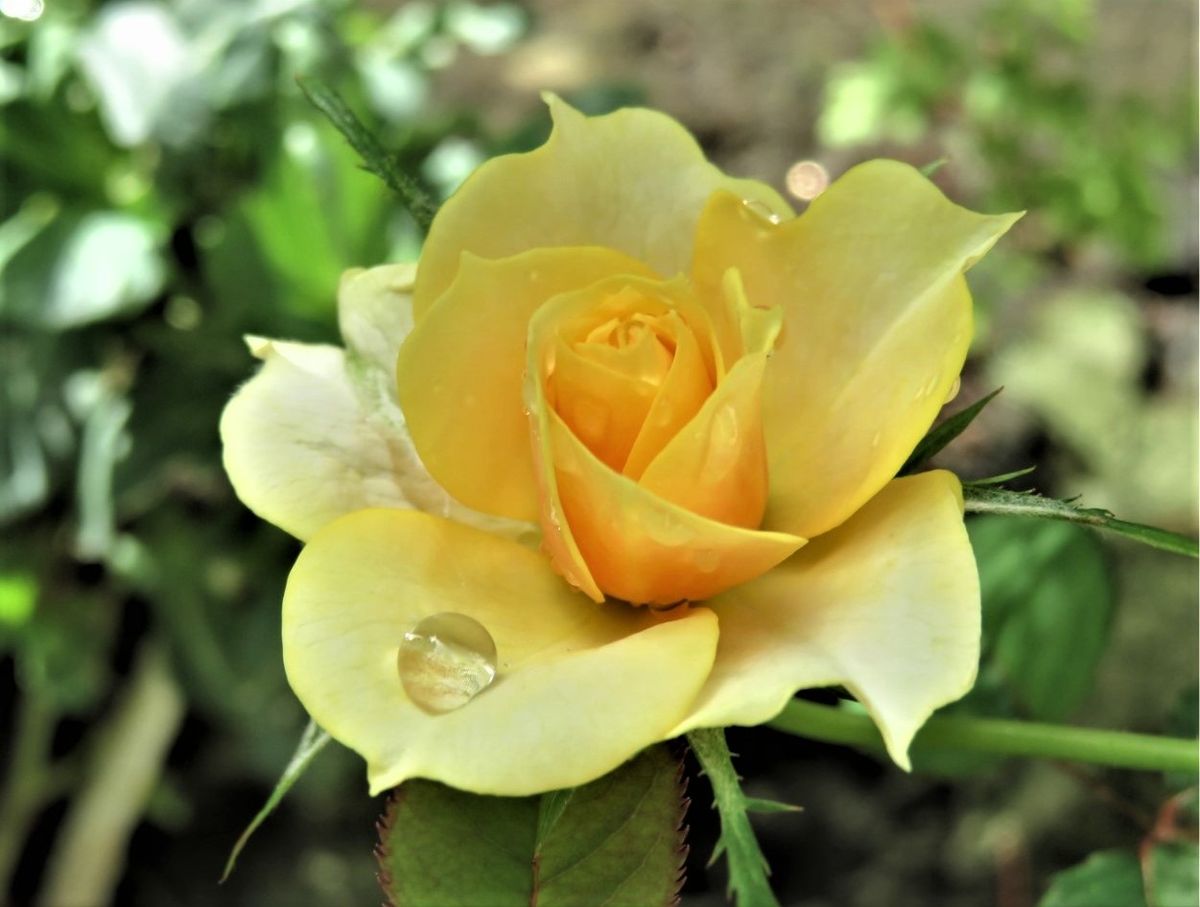 🌻ミニバラの黄色い花...🔶真ん丸の大きな水滴がポイント