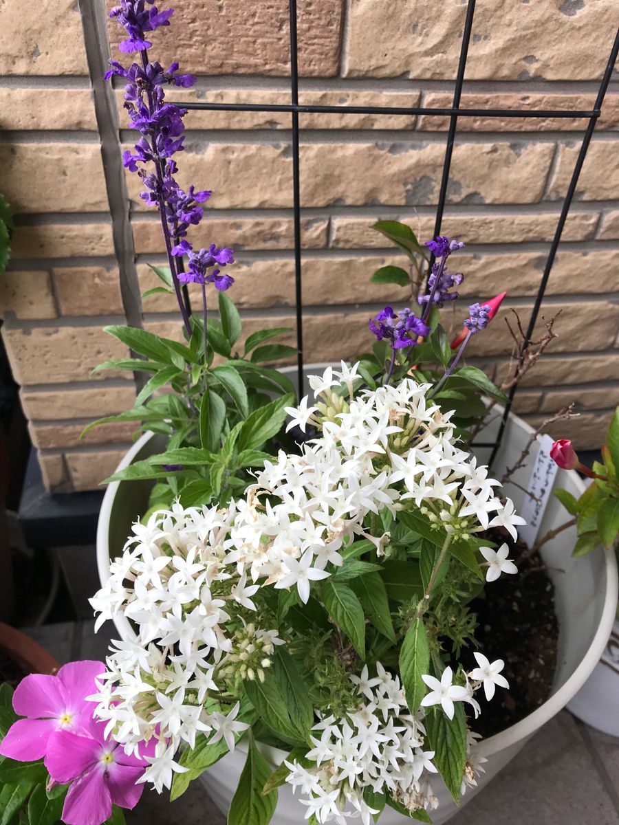 昨年の寄せ植えのマンデビラに花を加えてみました。 白いペンタスにブルーサルビア