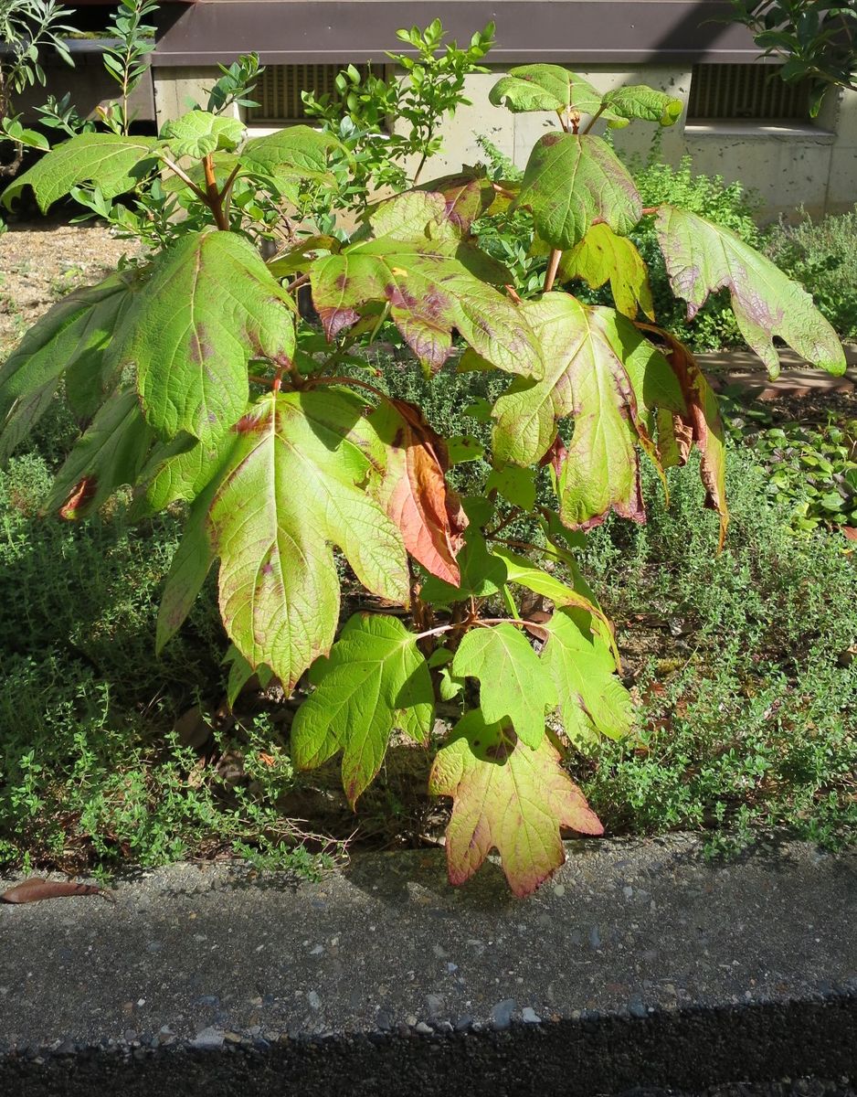 2018年8月20日、植え付けから2年4ヶ月経過したカシワバアジサイです。高さ60センチは