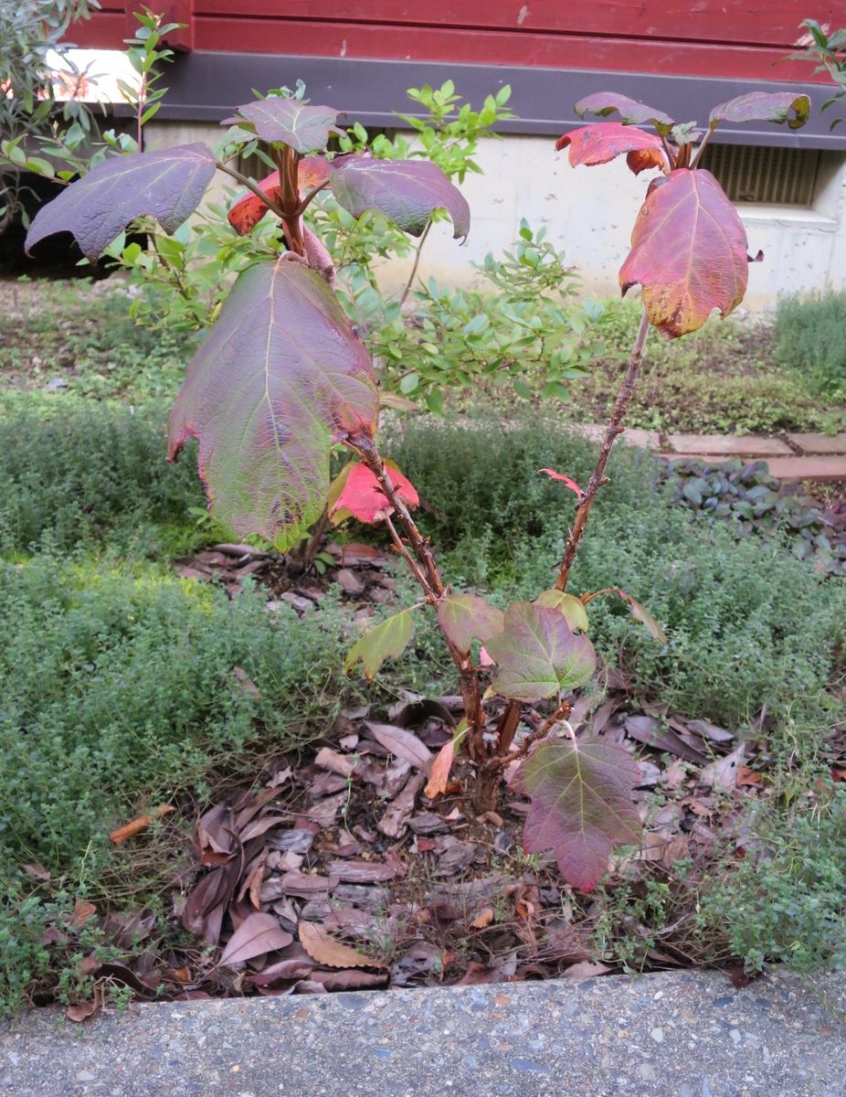 2018年11月16日、植え付けから2年7ヶ月経過したカシワバアジサイです。紅葉しています