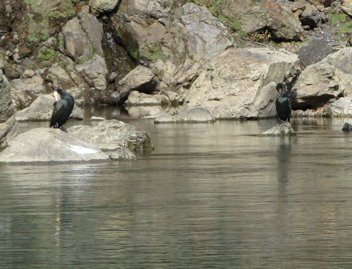 保津川下り カワウたちにあった！