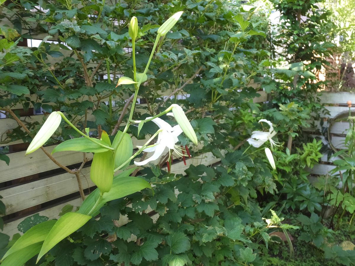 カノコユリ白花です。 暑さで葉を黄色くしながらも、咲いてくれました。