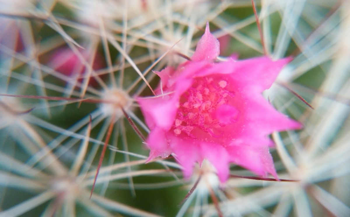 銀手毬  銀手毬は子吹き、花付きよし(´V`)♪  去年は今頃から２月ごろまでポチポチ咲き