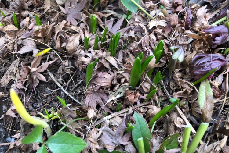 なんだかわかんないけど 昨年移植した球根の芽🌱