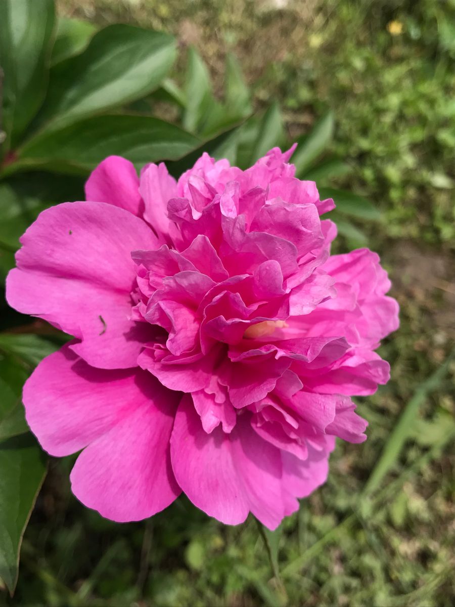 畑の隅に咲くシャクナゲの花🌸 亡き母が植えました。 母の日は、いつも仏壇に飾ってま