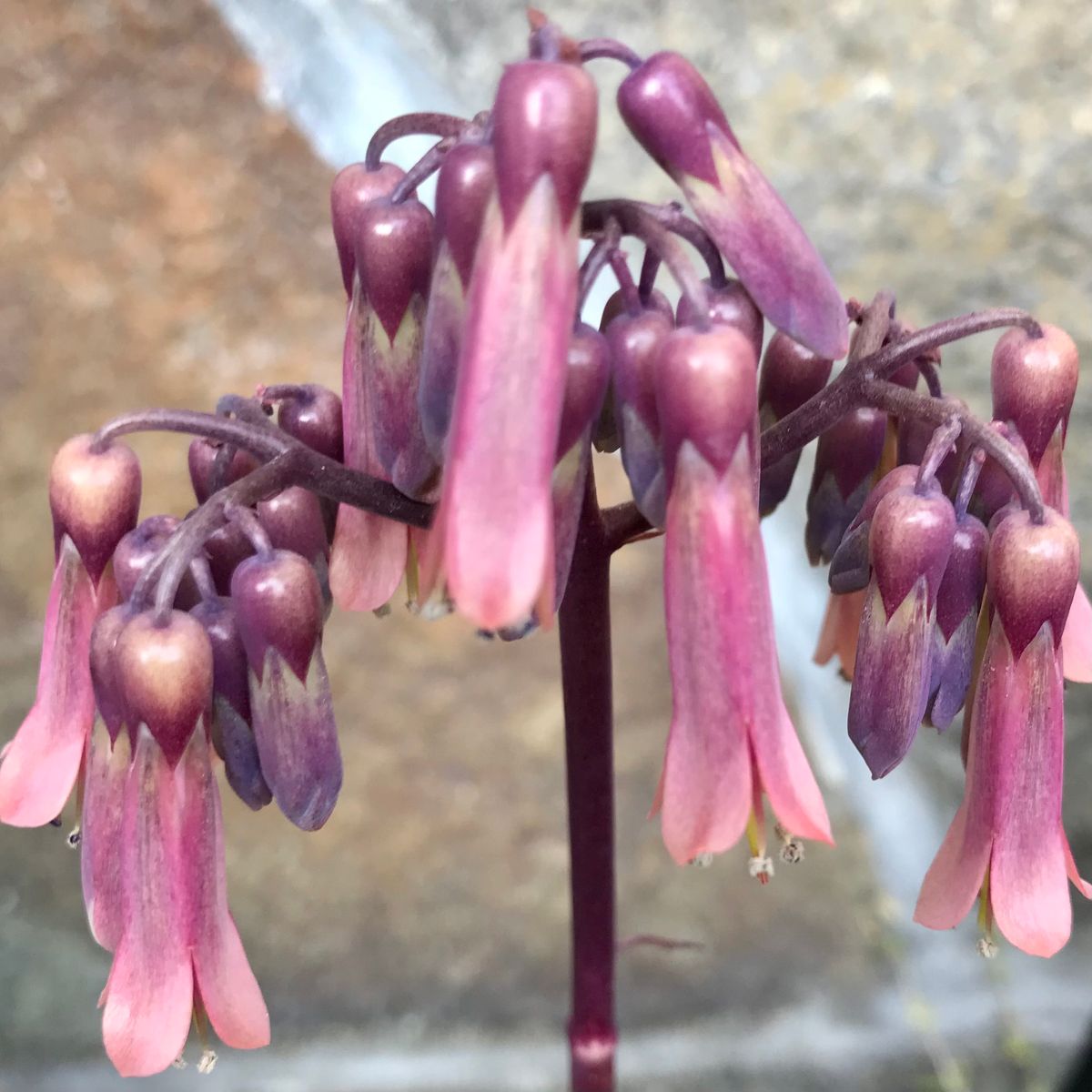 多肉植物の花  カランコエ？