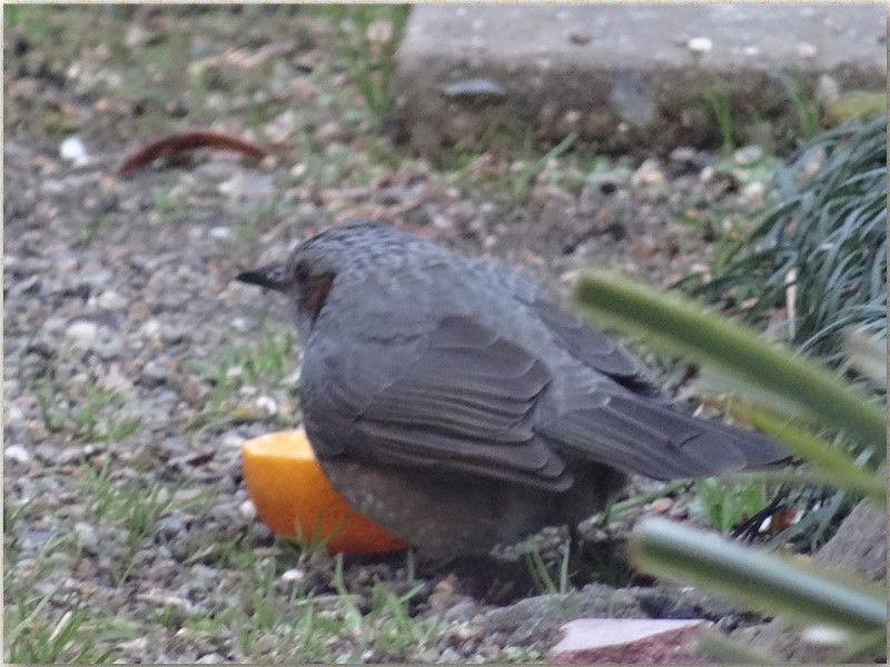 メジロが去った後にヒヨドリが来て食べている後ろ姿