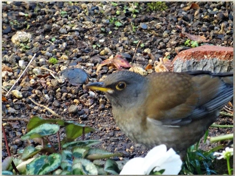 ❶🐦庭先にヒヨドリが飛んで来て拡大撮りの一場面...