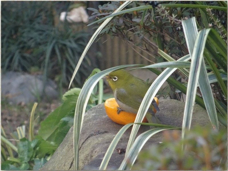 石の上にやって来てミカンを食べるメジロ