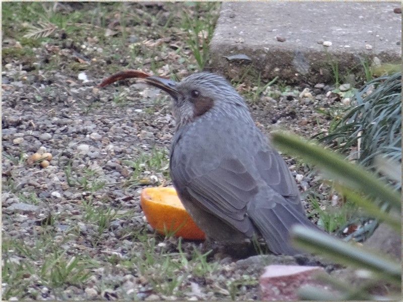 メジロが去った後にヒヨドリが来て食べている