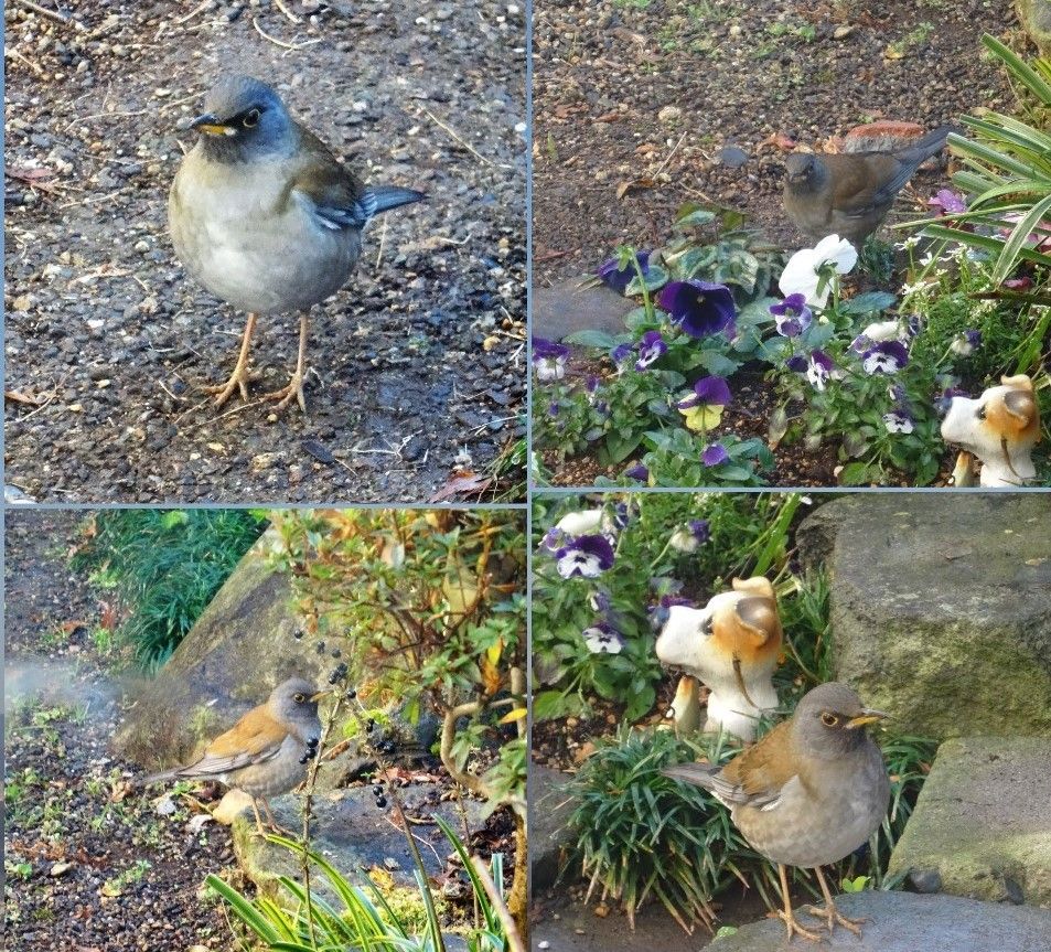 🐦🐦ヒヨドリが飛んで来た四コマ写真🐦🐦