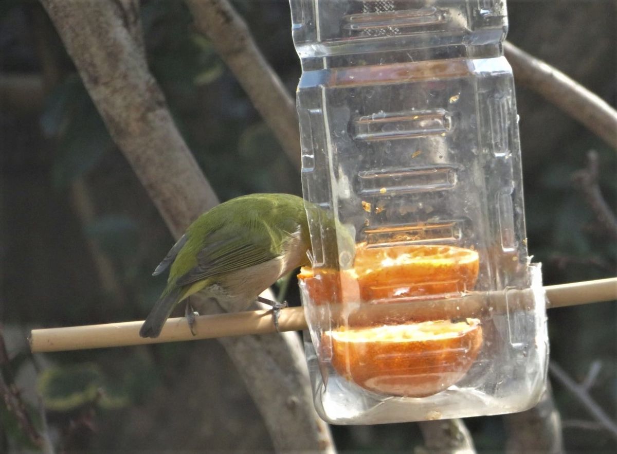 📷ペットボトルのミカンを食べているメジロくん