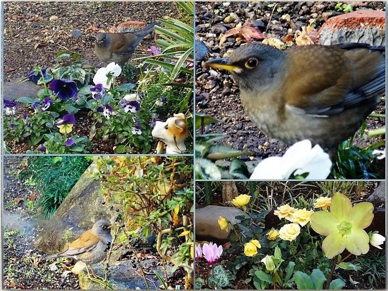 🐦ヒヨドリが飛んで来た四コマ🐦🐦🐦🐦