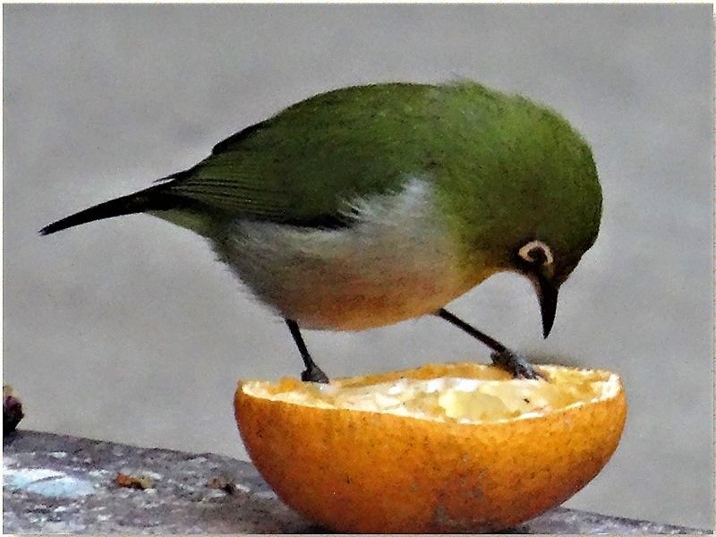 メジロがこんな所でミカンの食事中