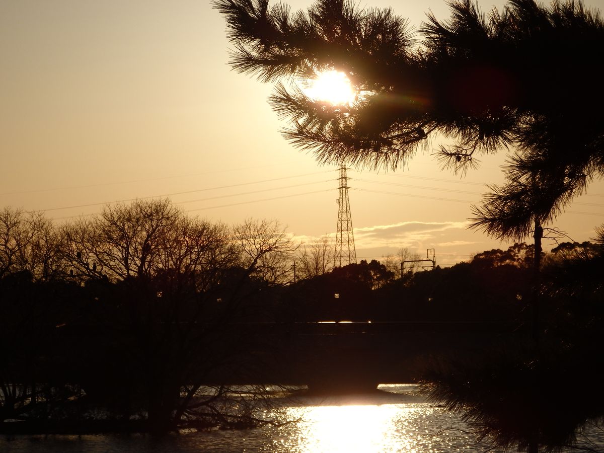 松と夕陽と鉄塔と