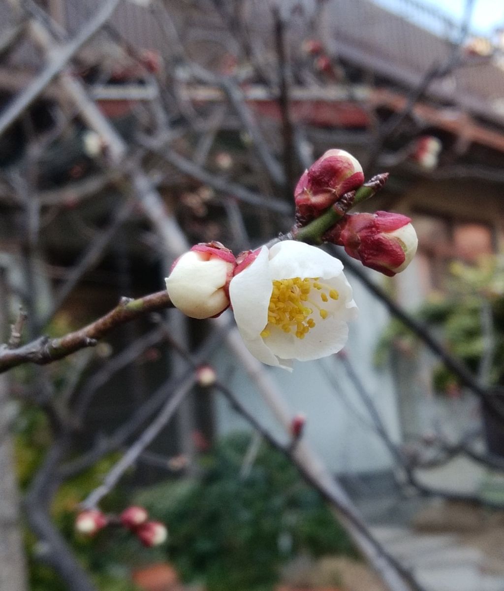 「白梅」📷20180210 台東区をお散歩中 ある神社にて