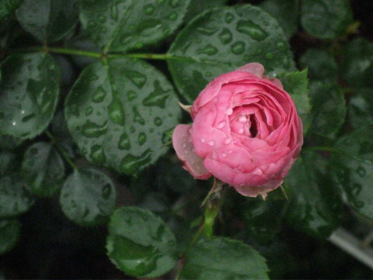 つるバラ・ポンポネッラ。 小さいけど、開花してくれました。わーいヽ(｀▽´)/